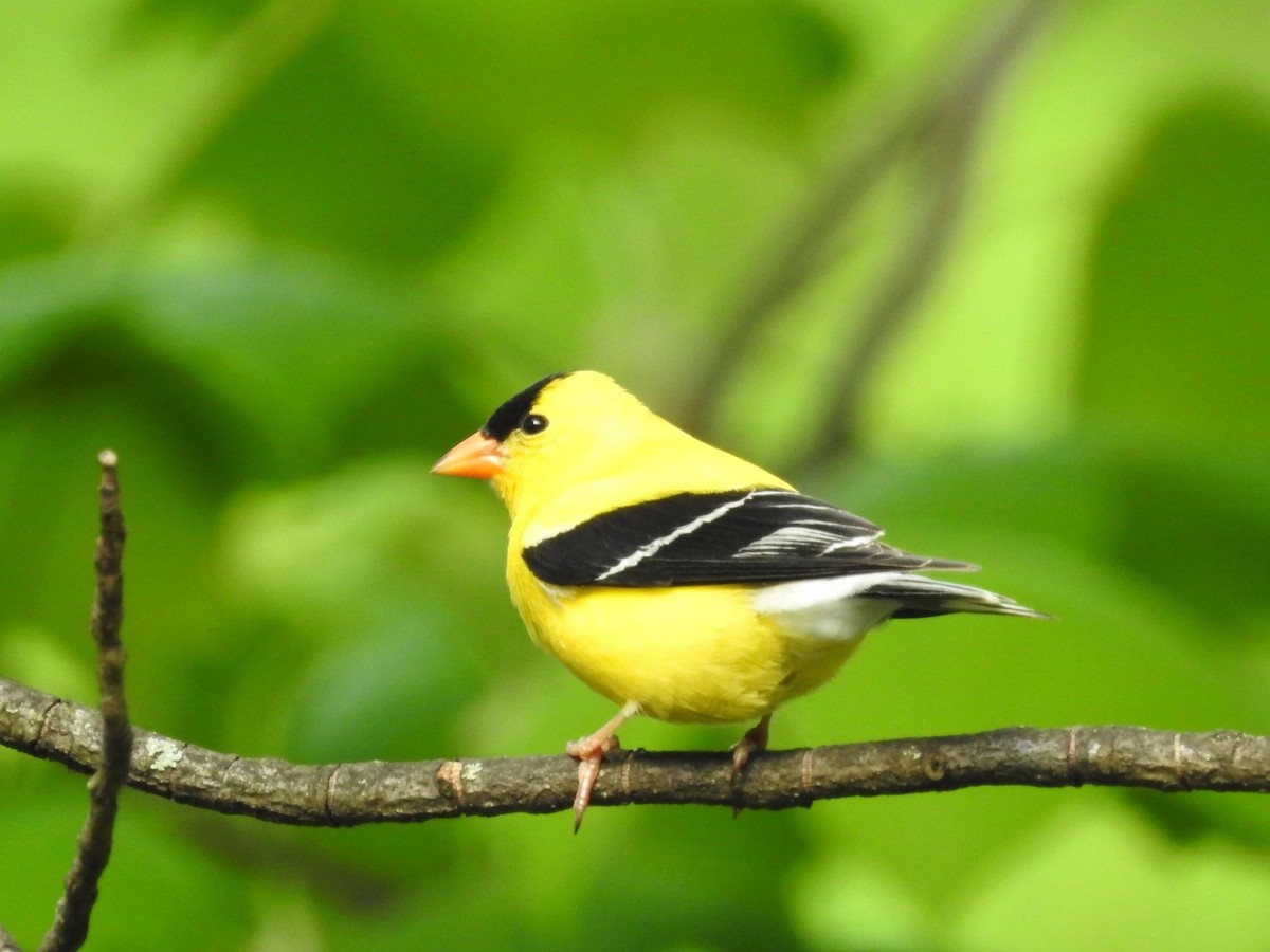 American Goldfinch - Richard A Fischer Sr.