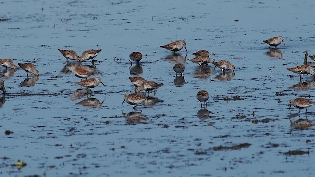 Dunlin - ML619246985