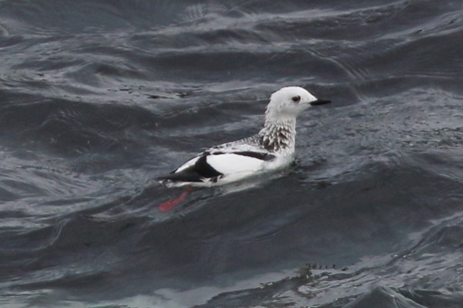 Black Guillemot - Christopher Escott