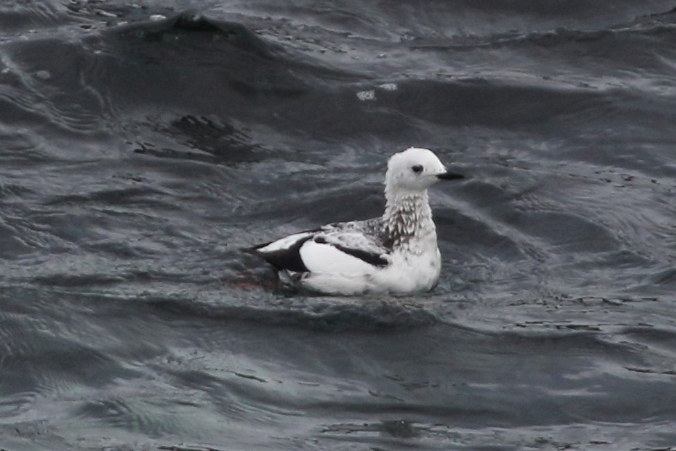 Black Guillemot - Christopher Escott