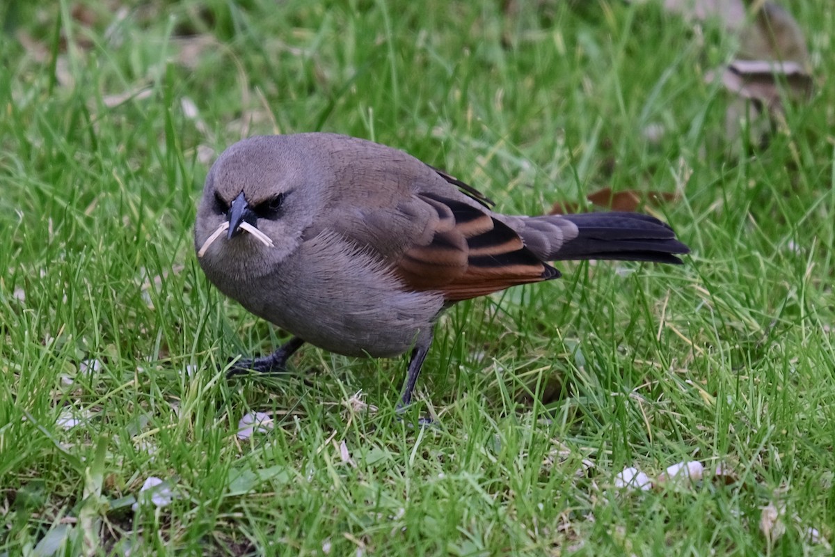 Grayish Baywing - Alan Middleton