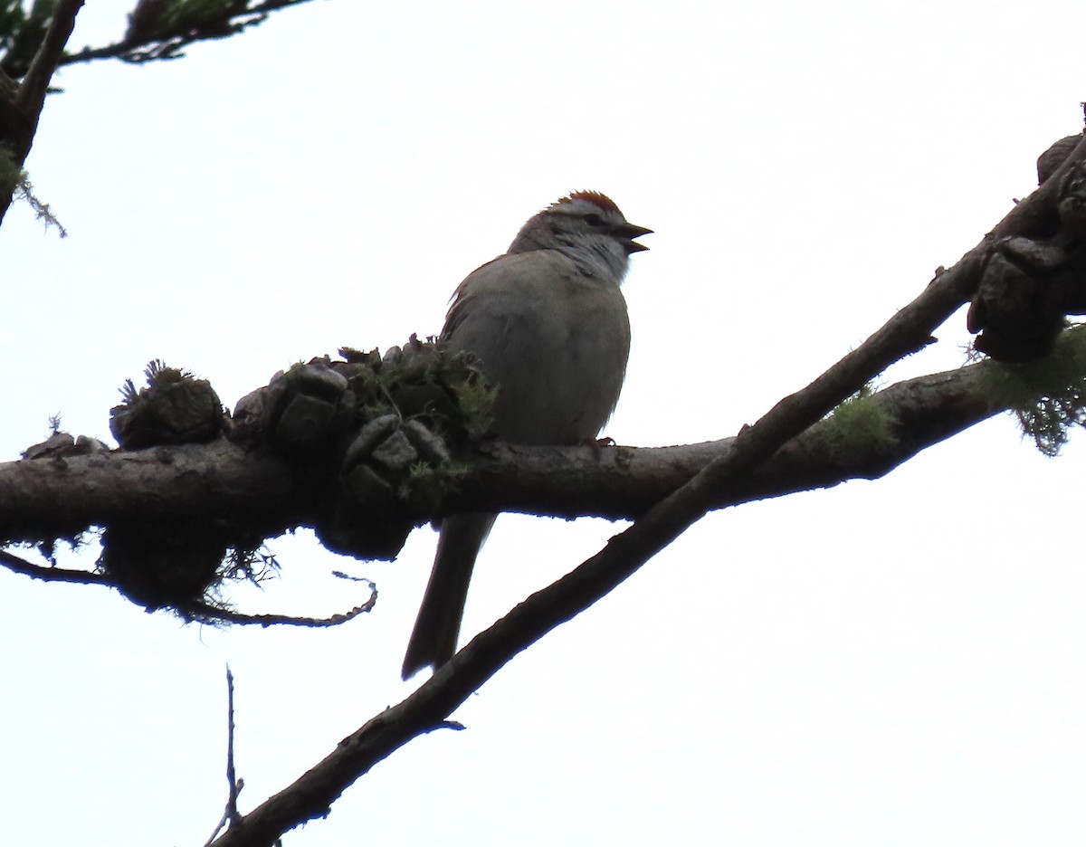 Chipping Sparrow - Chris Hayward