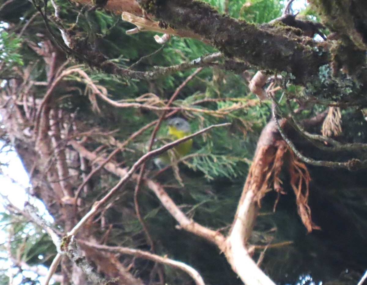 Nashville Warbler - Chris Hayward