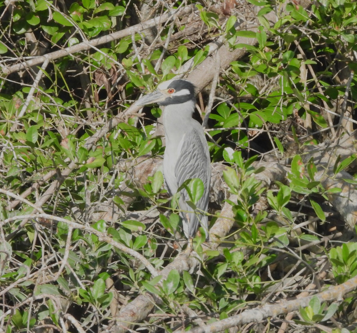 Yellow-crowned Night Heron - Marcello Coimbra