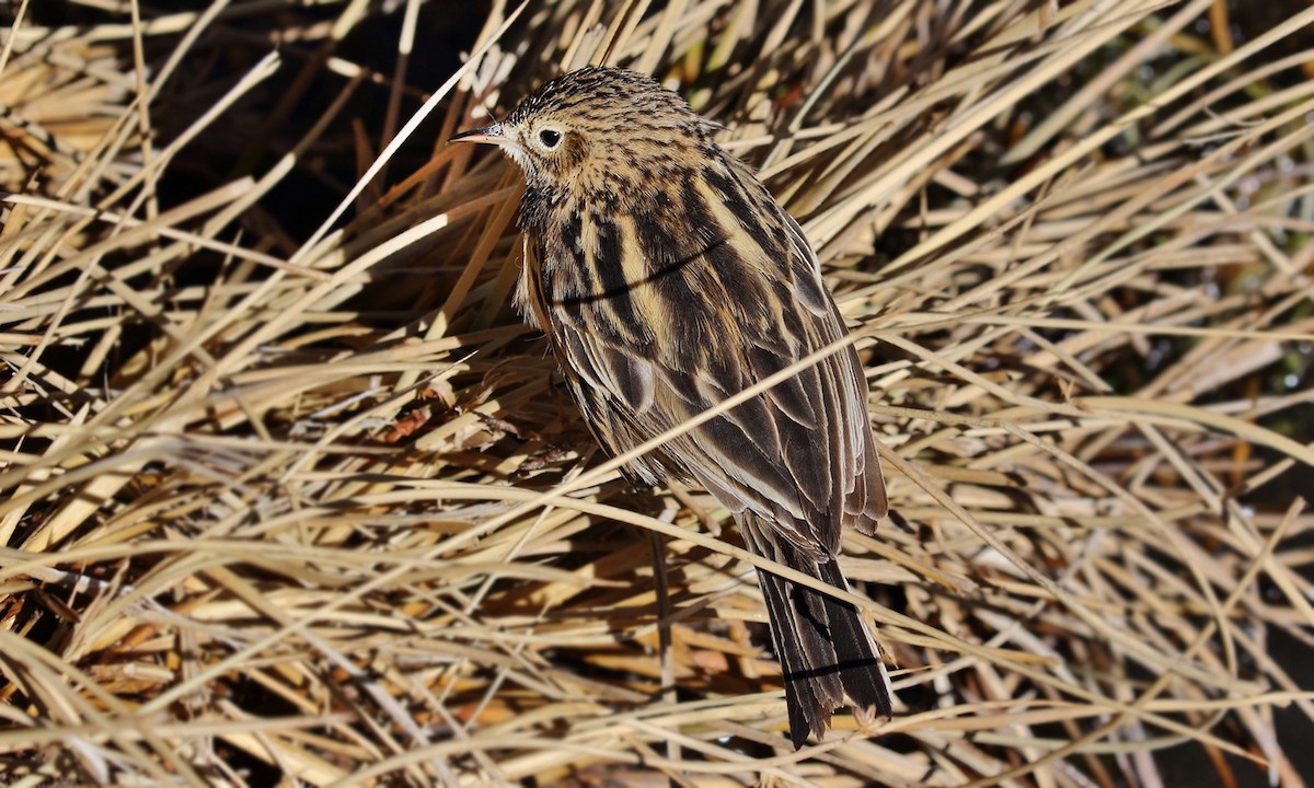 Correndera Pipit - Adrián Braidotti