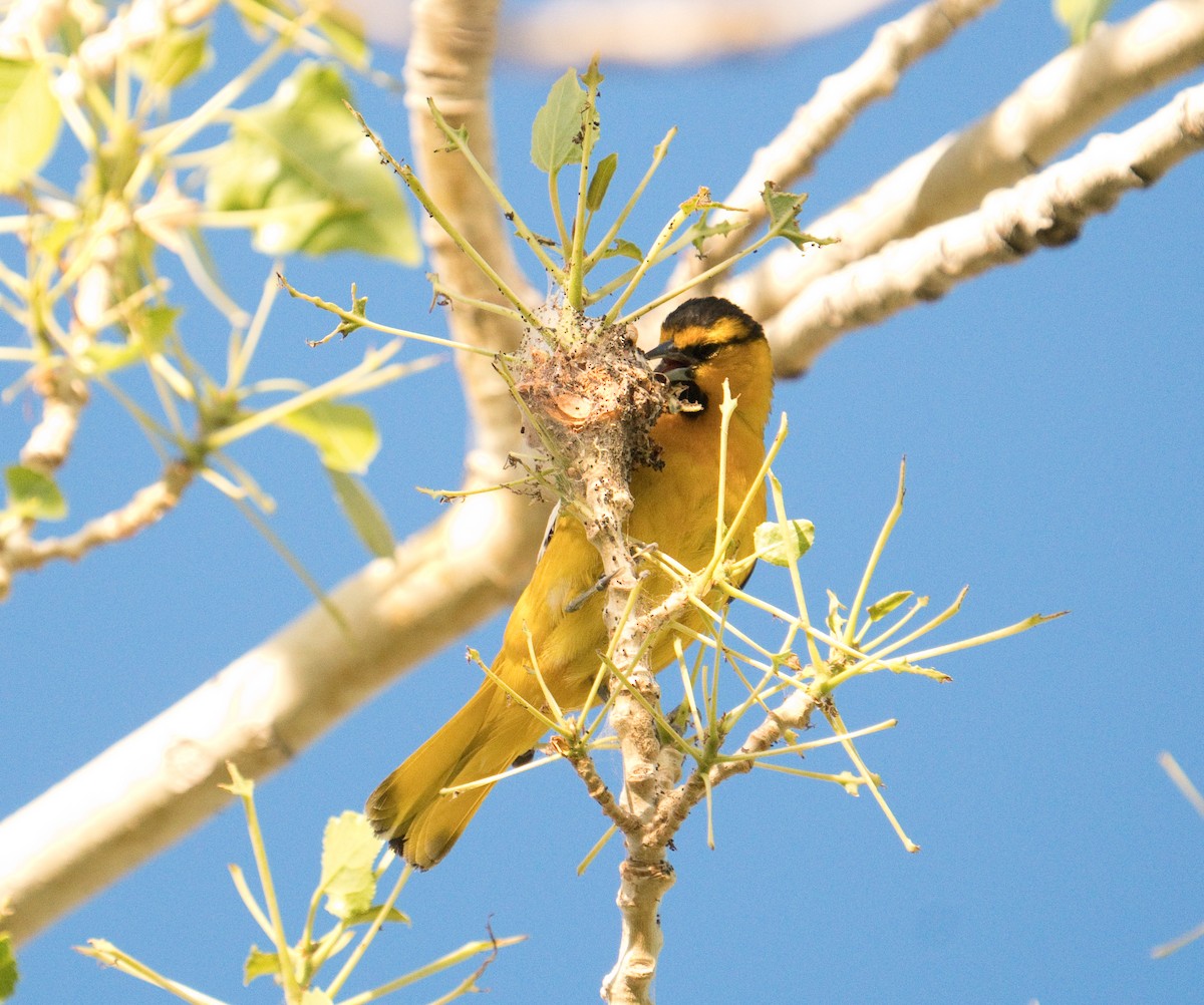 Bullock's Oriole - Yvonne Wright