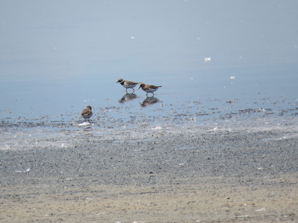 Sanderling - Jesús Calderón