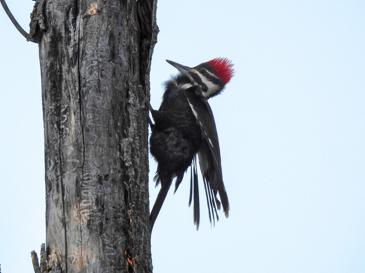 Pileated Woodpecker - ML619247059