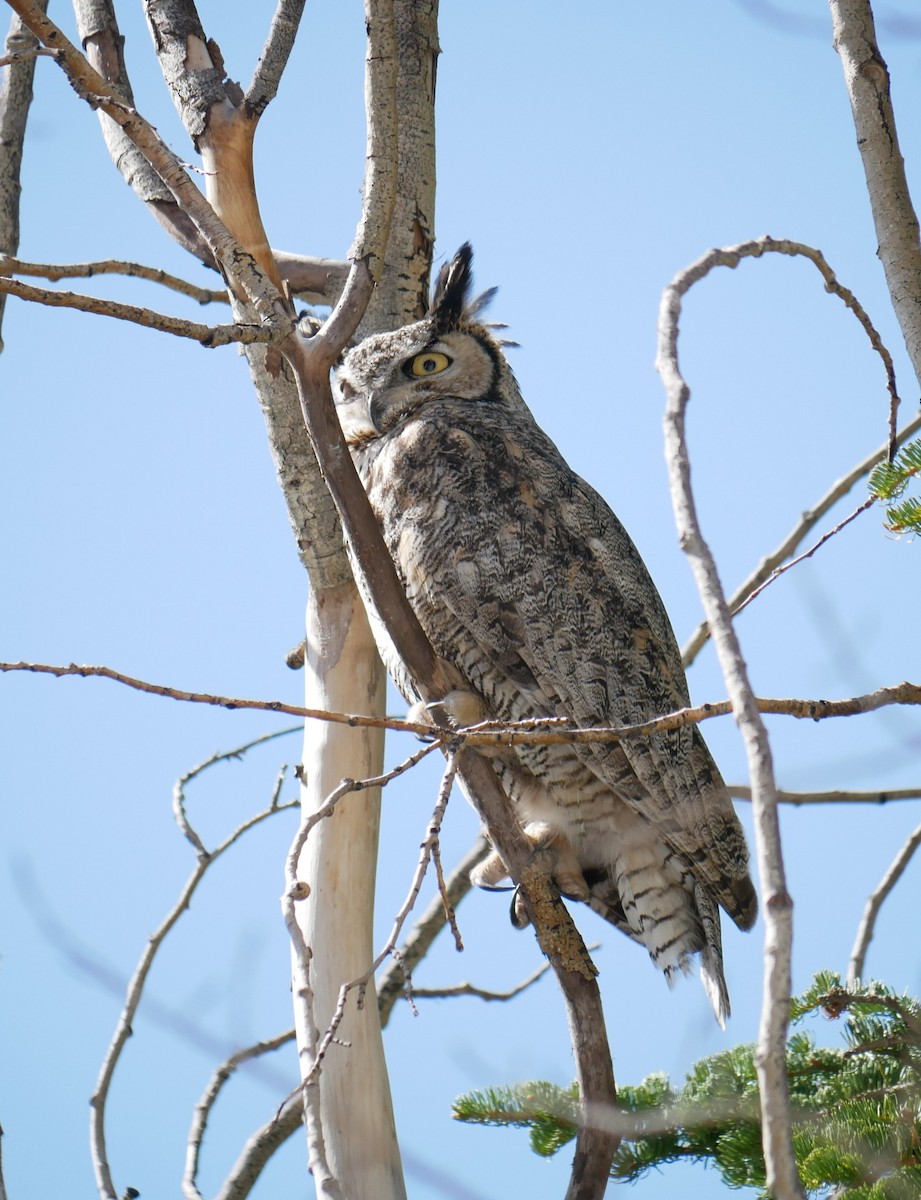 Great Horned Owl - Devin Houmand
