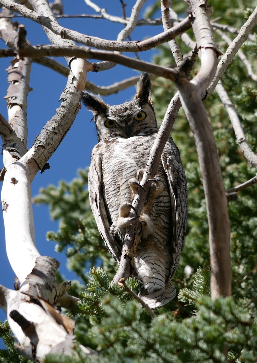 Great Horned Owl - Devin Houmand