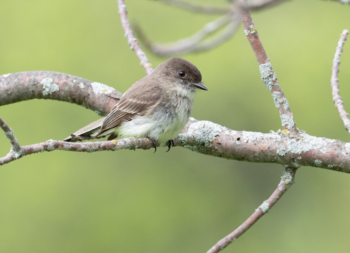 Eastern Phoebe - Laurence Green