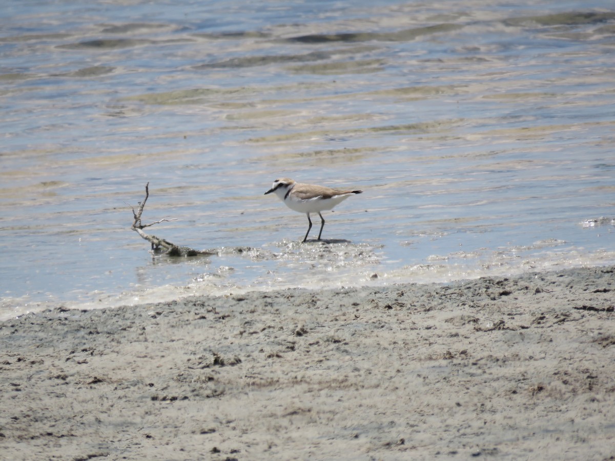 Kentish Plover - Jesús Calderón