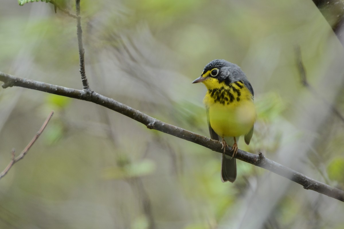 Canada Warbler - James Darling