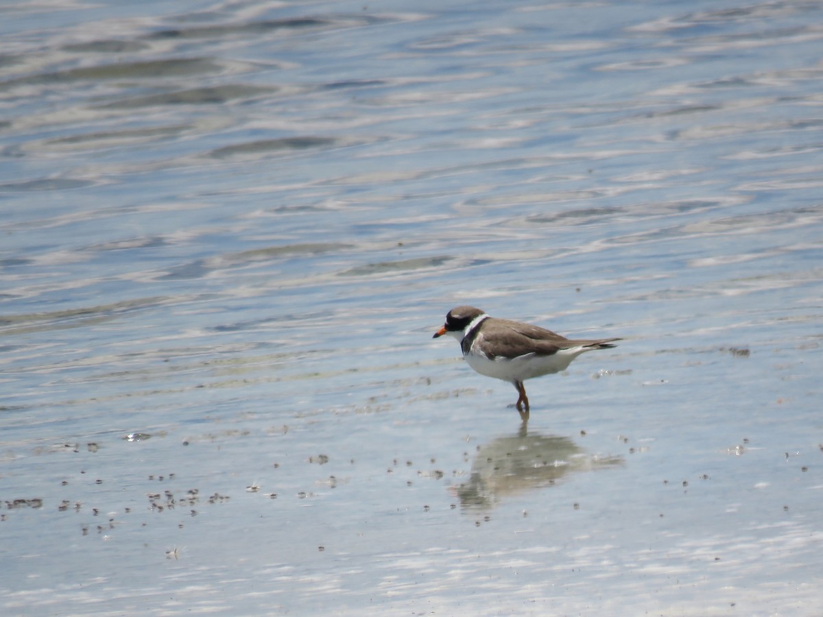 Common Ringed Plover - Jesús Calderón