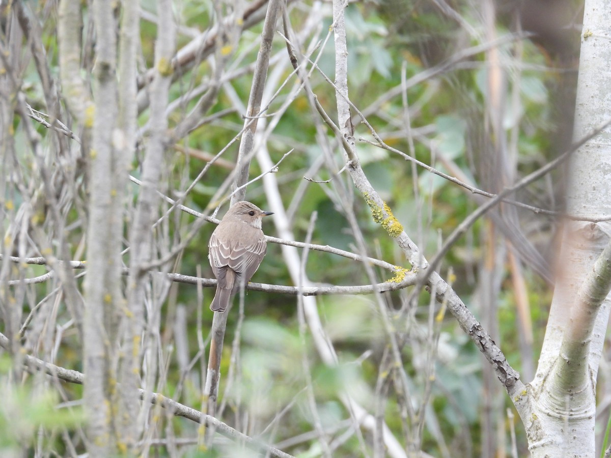 Spotted Flycatcher - Anqi Xu