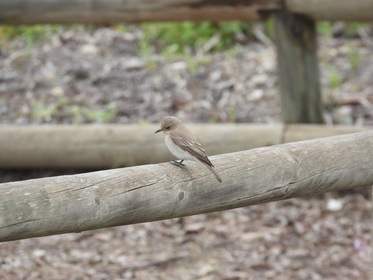 Spotted Flycatcher - Anqi Xu