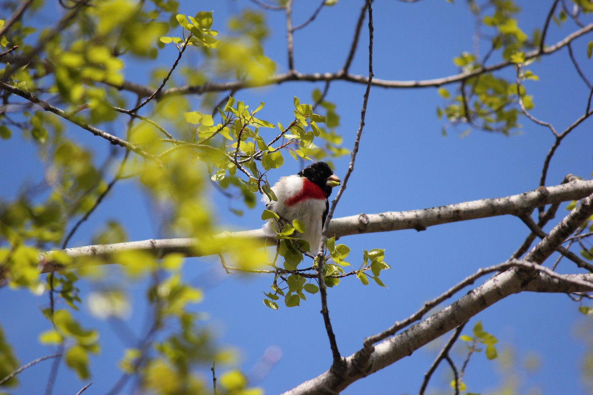 Rose-breasted Grosbeak - ML619247156