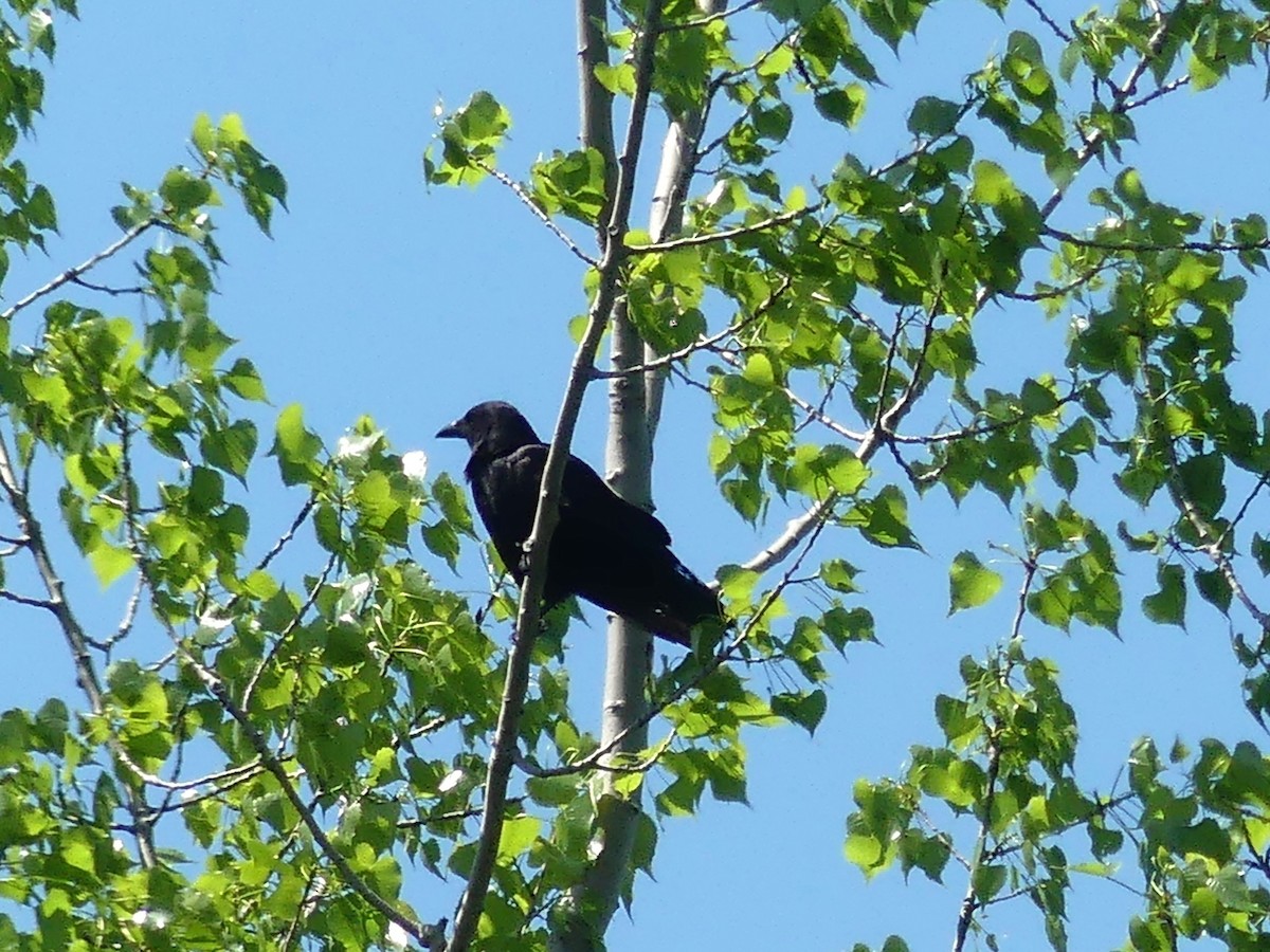 American/Fish Crow - André Labelle