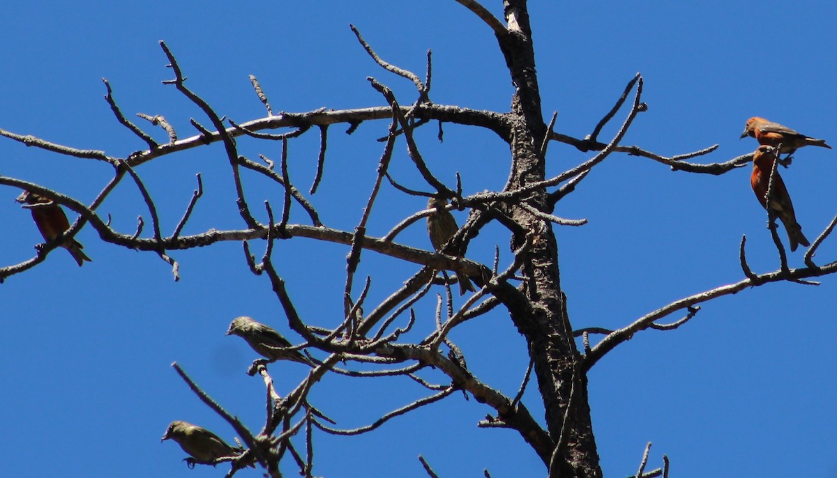Red Crossbill (Ponderosa Pine or type 2) - Tommy DeBardeleben