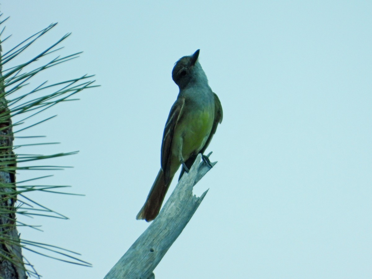 Great Crested Flycatcher - Mark Penkower