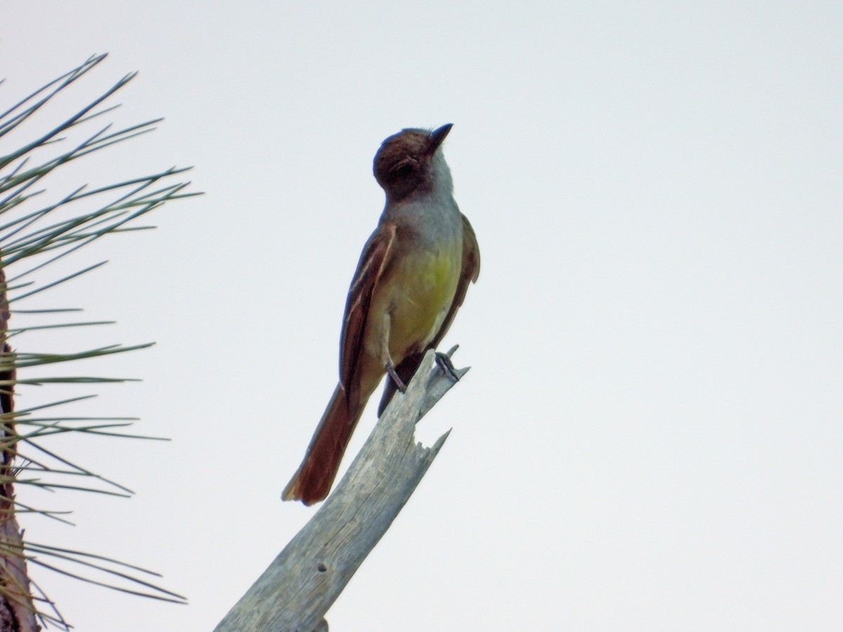 Great Crested Flycatcher - Mark Penkower