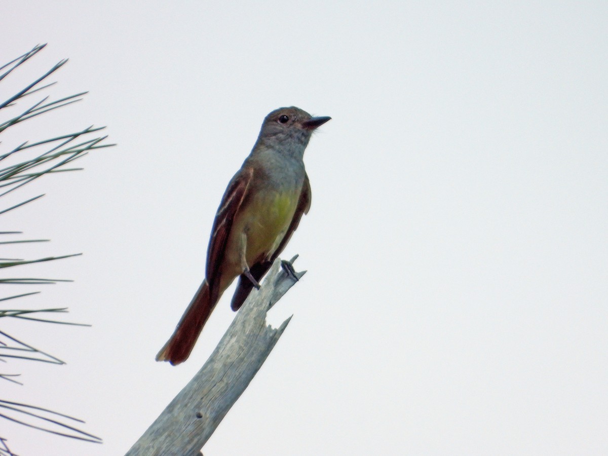 Great Crested Flycatcher - Mark Penkower