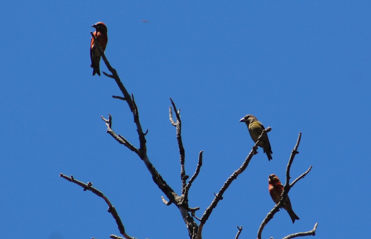 Red Crossbill (Ponderosa Pine or type 2) - Tommy DeBardeleben