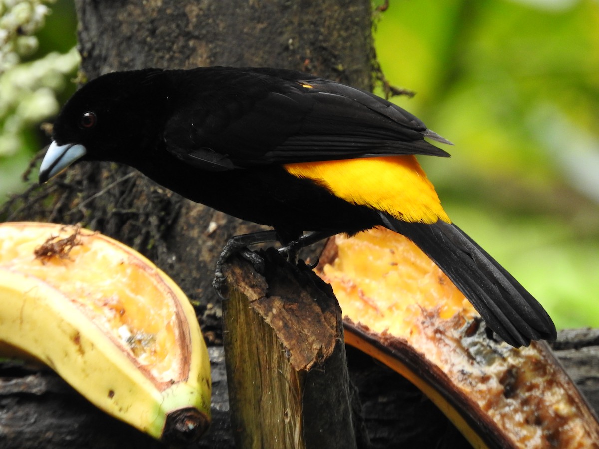 Flame-rumped Tanager - Julio P