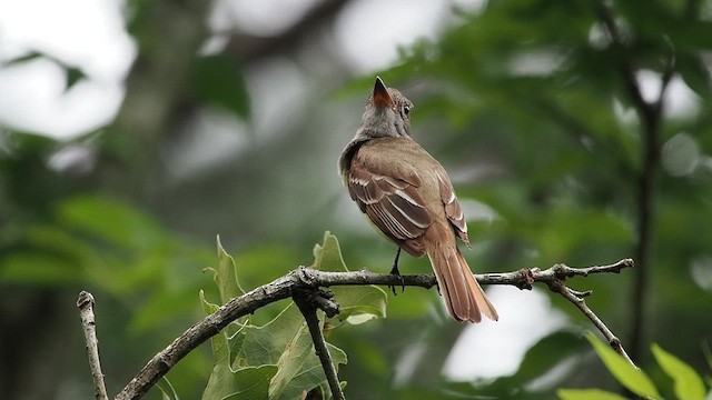 Great Crested Flycatcher - ML619247256