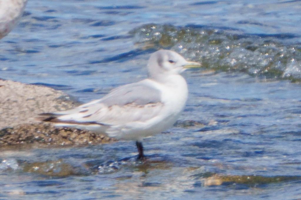 Mouette tridactyle - ML619247257