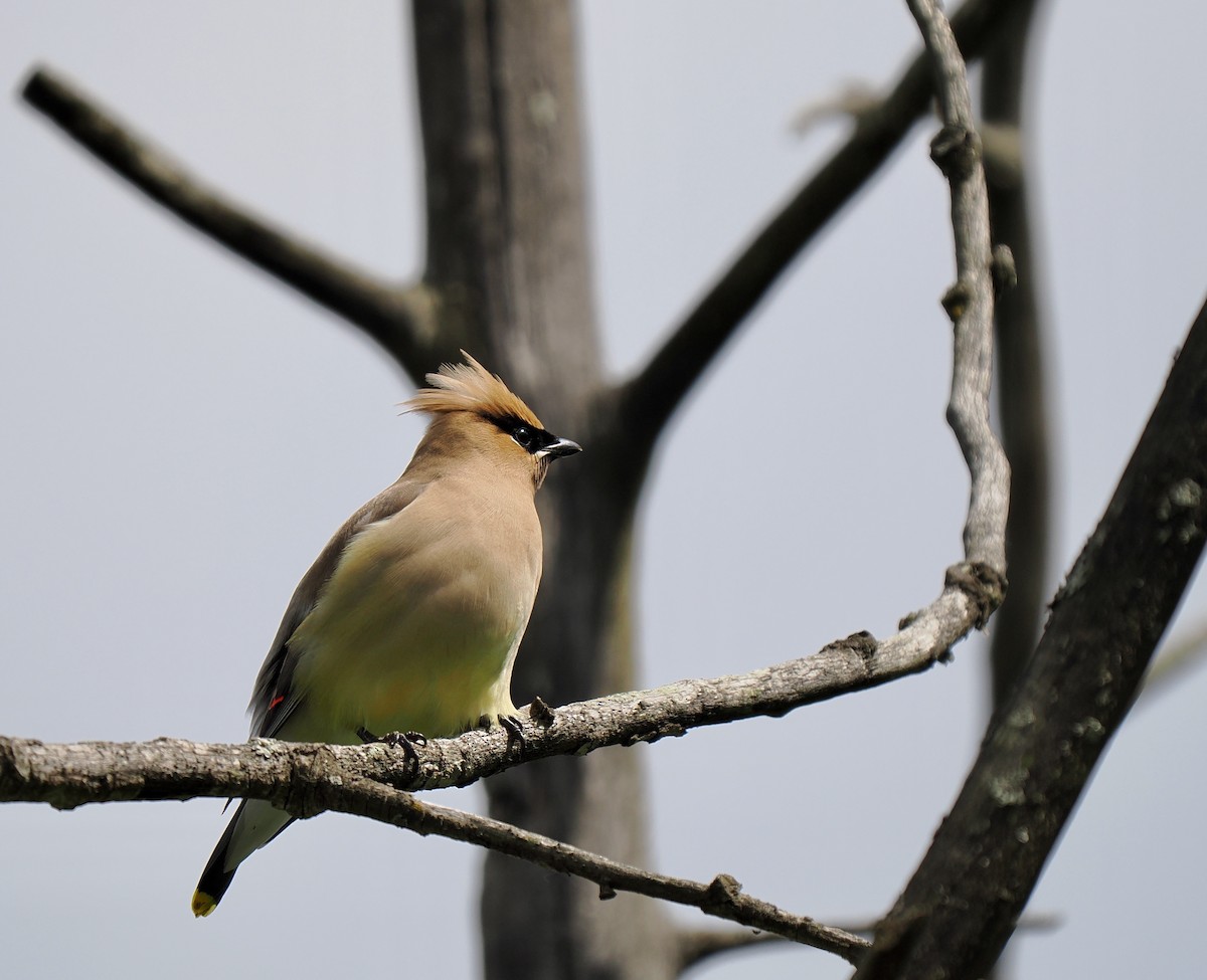 Cedar Waxwing - Bruce Gates