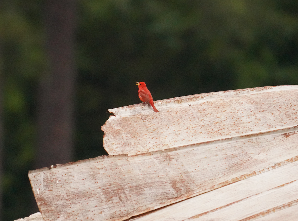 Summer Tanager - Aaron T