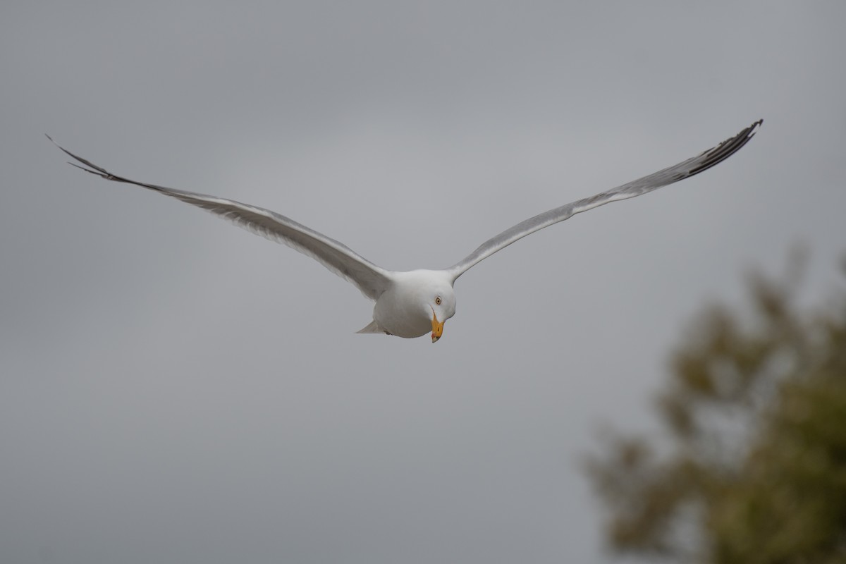 Herring Gull - chris roberts