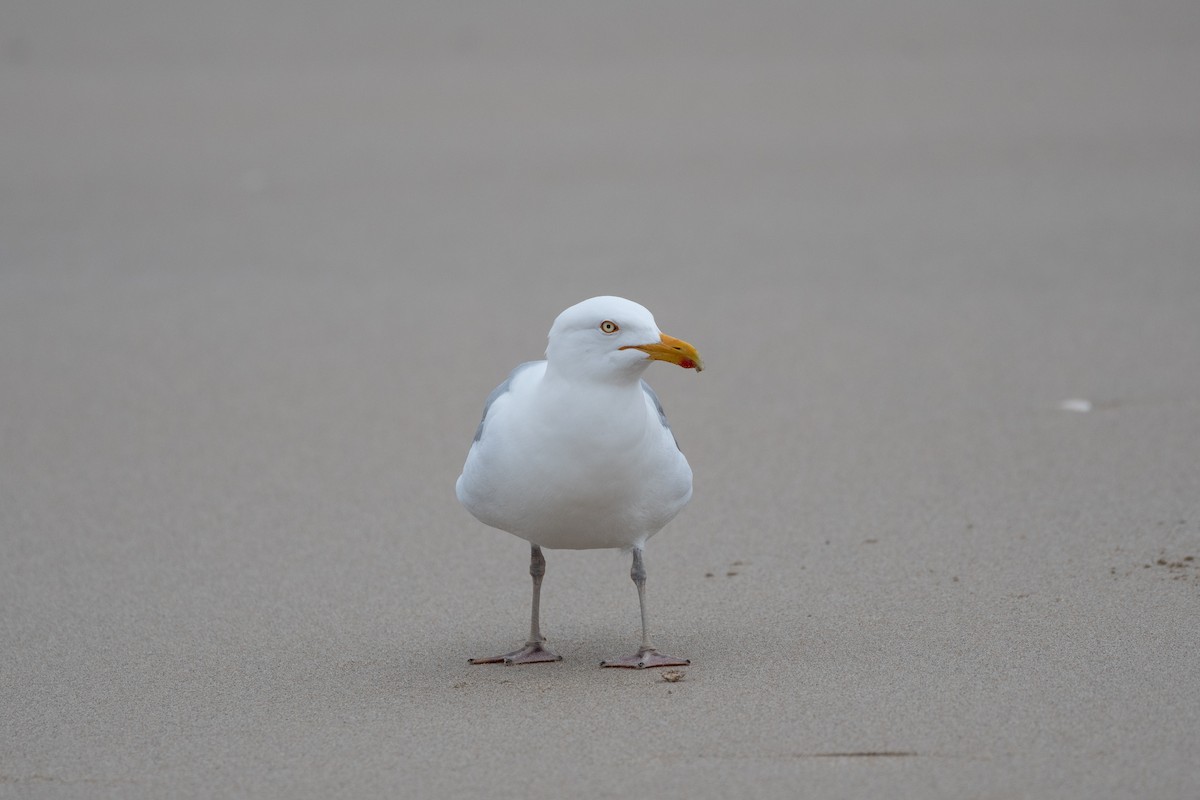 Herring Gull - ML619247309