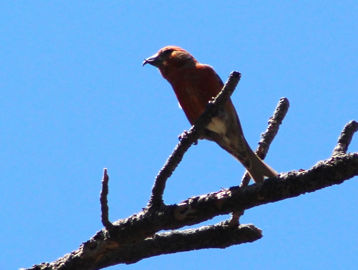 Red Crossbill (Ponderosa Pine or type 2) - Tommy DeBardeleben