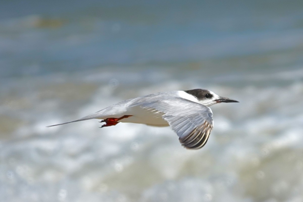Common Tern - Allison Graves