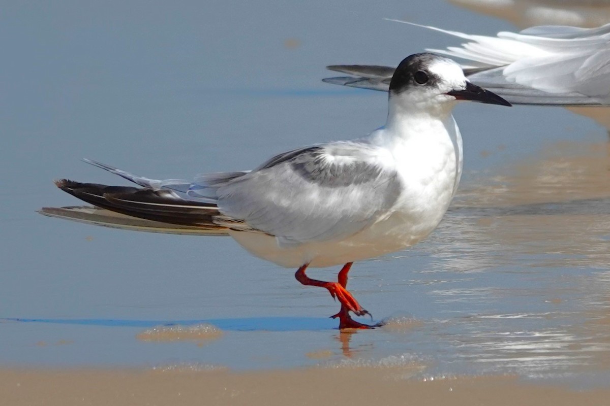 Common Tern - Allison Graves