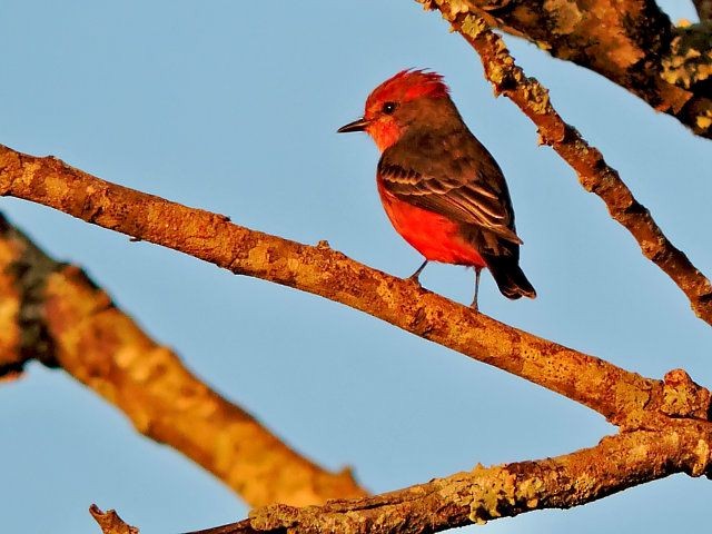 Vermilion Flycatcher - Katryane Camile