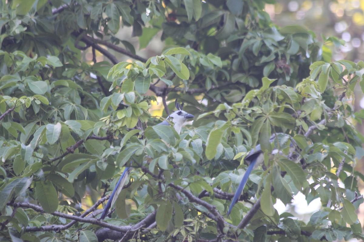 White-throated Magpie-Jay - dan davis