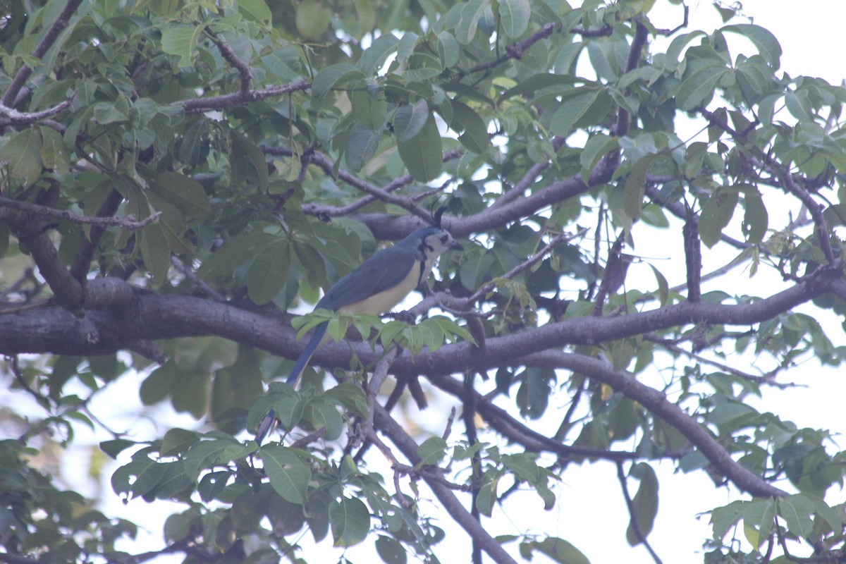 White-throated Magpie-Jay - dan davis