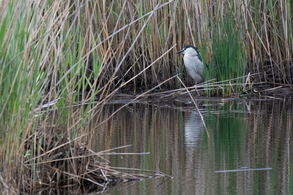 Black-crowned Night Heron - chris roberts