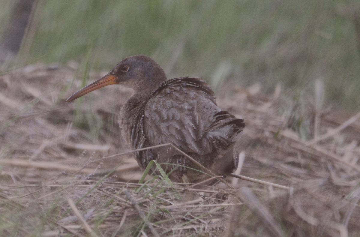 Clapper Rail - ML619247357