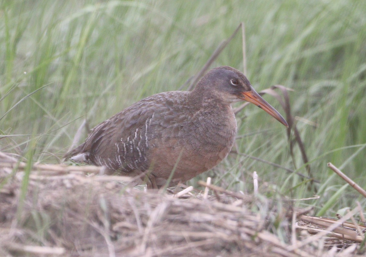 Clapper Rail - ML619247358