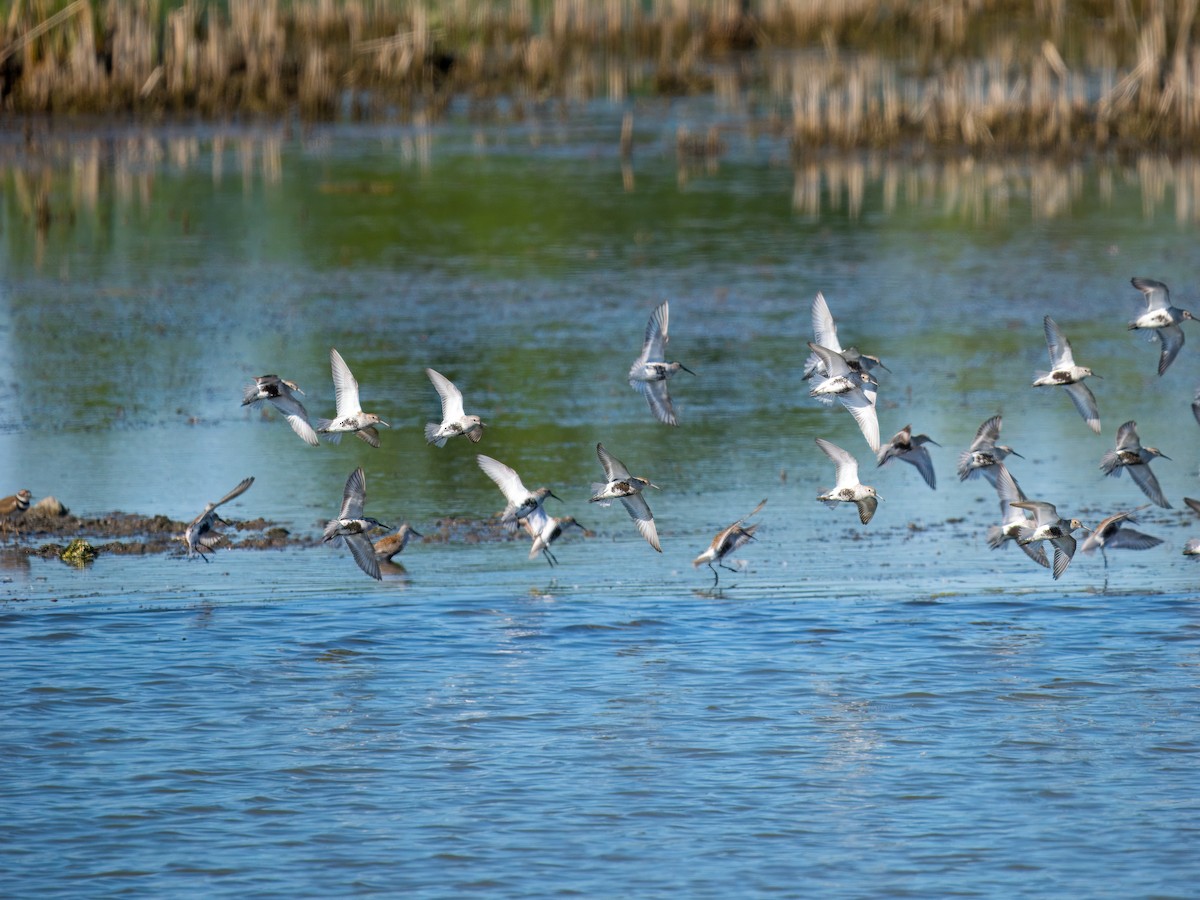 Dunlin - Cin-Ty Lee