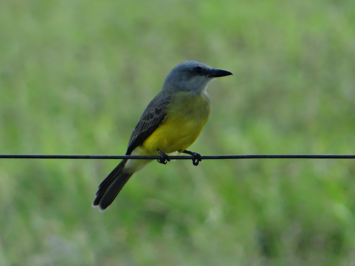 Tropical Kingbird - Cristian Meneses