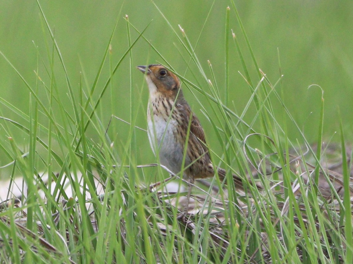 Saltmarsh Sparrow - MA 2