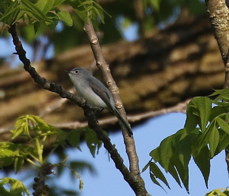 Blue-gray Gnatcatcher - Chad  Taylor