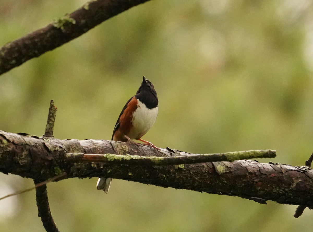 Eastern Towhee - ML619247391