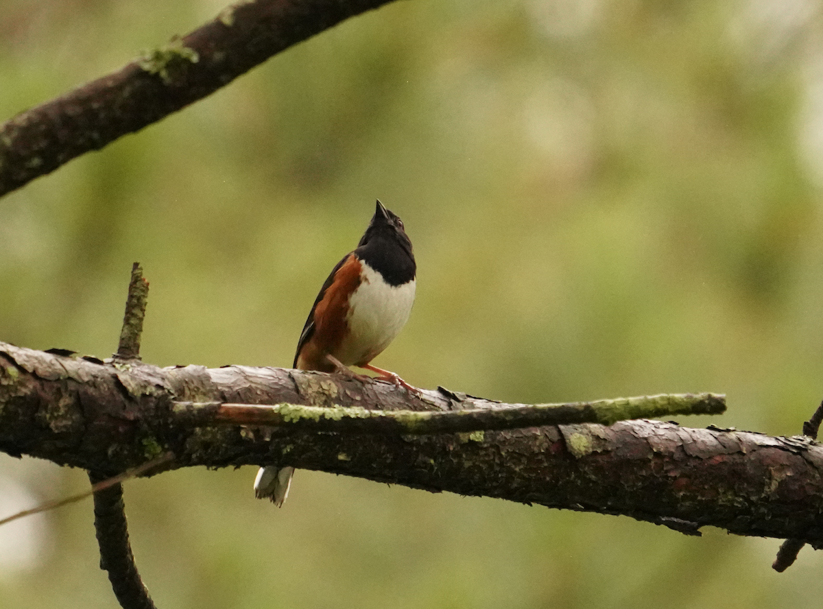 Eastern Towhee - Aaron T