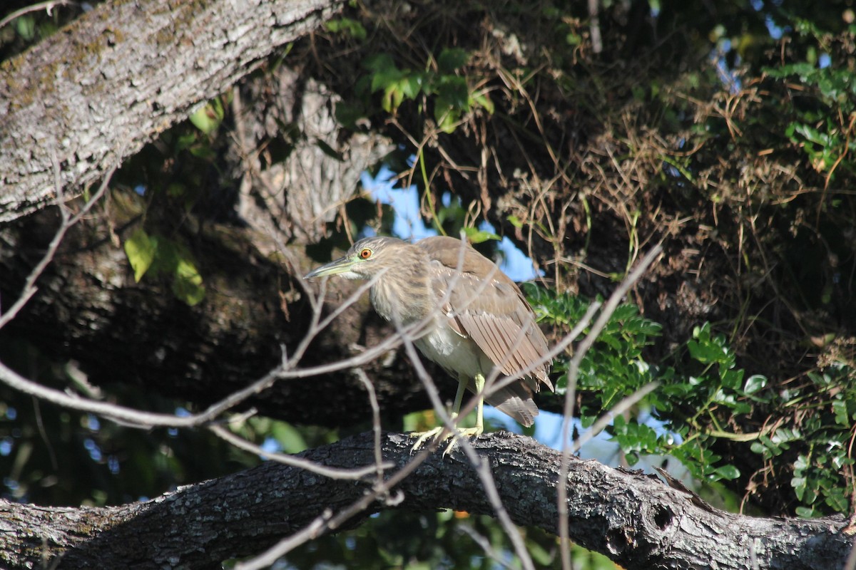 Black-crowned Night Heron - dan davis